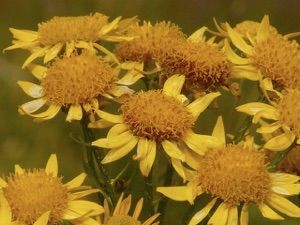 arnica montana - for treating bruises