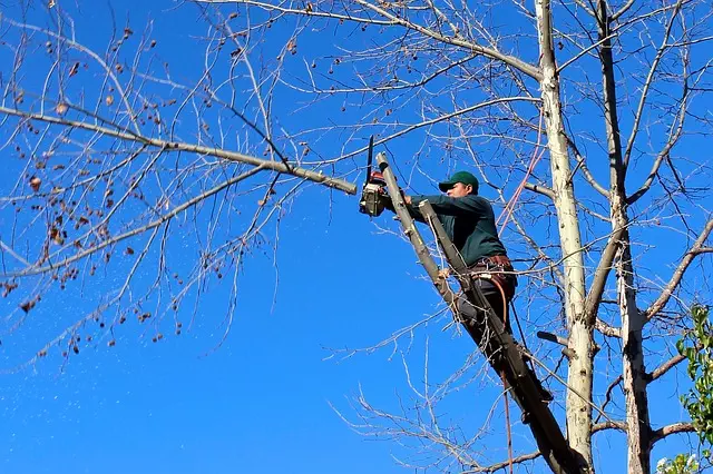 trim trees to reduce risk of damage in storms and cyclones
